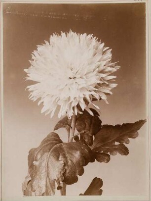 Chrysanthemum