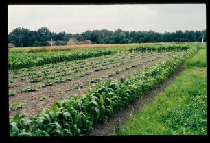 Spreewald 26.7.84.