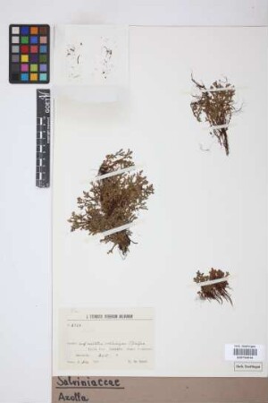 Azolla sp.