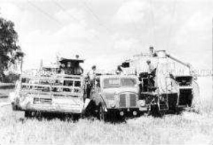 Getreideernte in der LPG Velten (Kr. Oranienburg) mit Hilfe der MTS Eichstädt