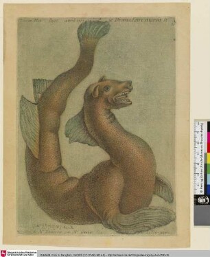 Le Dromadaire marin; Tom. II. Plan. Page. avril 1757