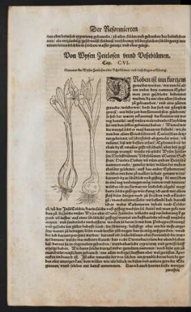 Von Wysen Zeitlosen unnd Vchtblumen. Cap. CVI.