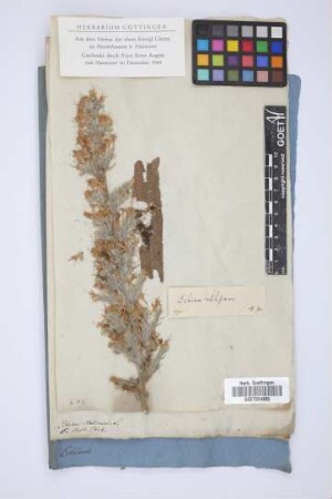 Echium italicum L.