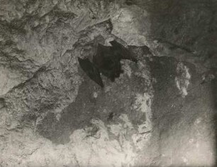 Fransenfledermaus (Myotis nattereri KUHL.), eben angeflogen