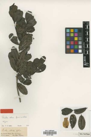 Qualea retusa Spruce ex Warm. [type]