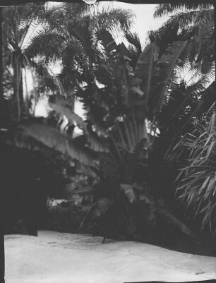 Im Tropical Garden in Miami (USA-Reise 1933)