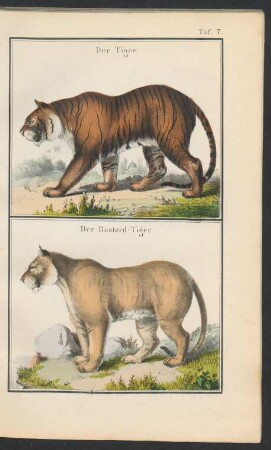 Tafel 7.: Der Tiger. Der Bastard-Tiger