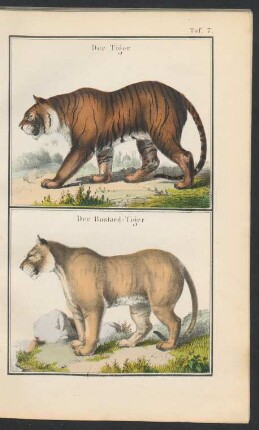 Tafel 7.: Der Tiger. Der Bastard-Tiger
