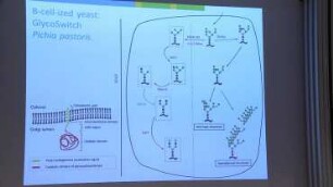 Rewiring the synthesis of protein-linked glycosylation in eukaryotic biopharmaceutical expression hosts