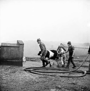 Gut Altfresenburg: Brand des Bullenstalls: drei Männer bei der Rettung eines Bullen: vorn Wasserschläuche: hinten Feuerwehrmann, Mauer und Rauchschwaden: 24. August 1971