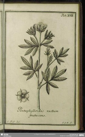 Tab. XVII. Pentaphylloides rectum frutescens