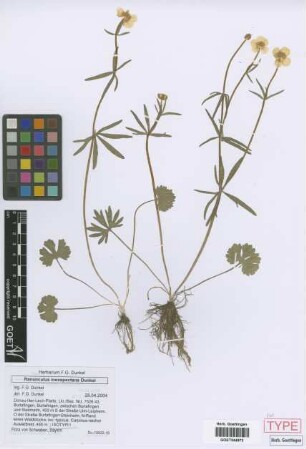 Ranunculus inexspectans Dunkel[isotype]
