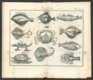 Tafel: Die Fische.