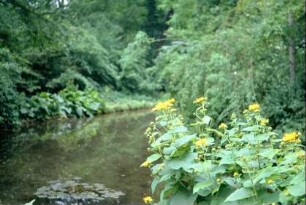 Wassergraben am Schloss, Sträucher und Gehölze