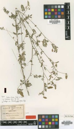 Parosela pauciflora Rose [isotype]