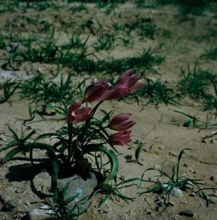 Tulpen, Omalos-Plateau, Kreta : Kreta. Omalos-Plateau. Tulpen (Tulipa bakeri), Aufnahme April 1974