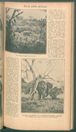 En la selva africana