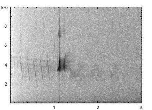 Buchfink | Fringilla coelebs - Ruf