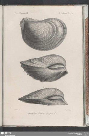 Pl. 453