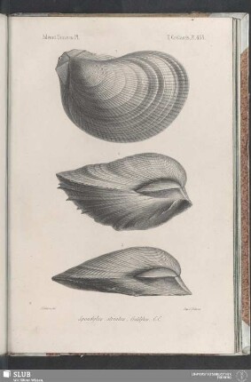 Pl. 453
