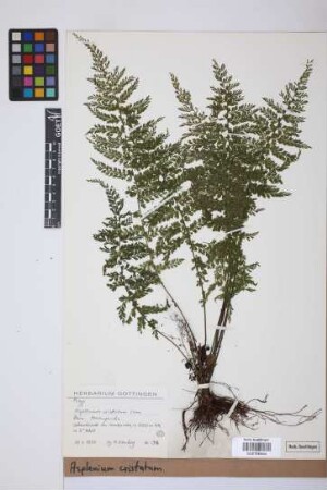 Asplenium cristatum Lam.