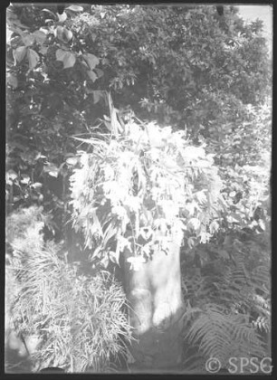 Potsdam, Gewächshaus, Orchidee.