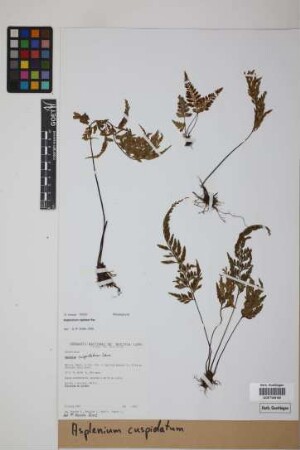 Asplenium cuspidatum Lam.