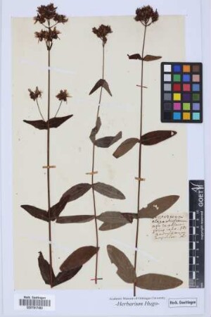 Hypericum