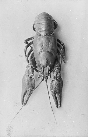 Edelkrebs (Astacus astacus), auch Europäischer Flußkrebs genannt