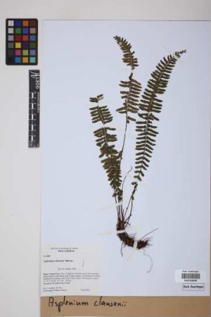Asplenium claussenii Hieron.