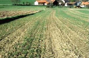 Fotografie: Säverfahren, Rodesaat, Feldaufgang