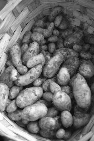 Empfehlung für derzeit preisgünstige Frühkartoffeln in der Reihe "Tips der Verbraucherberatung"