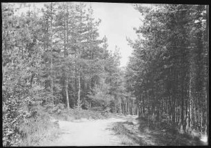 Mühlhausen bei Bad Elster, Im Heimwald des Genesungsheimes