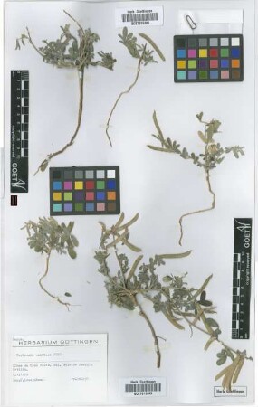 Tephrosia uniflora Pers.
