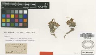 Draba araratica Rupr. [type]