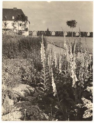 Zuckerraffinerie Fr. Meyers Sohn, Tangermünde Direktorwohnhaus: Im Vordergrund Campanula, Blick auf das Direktorwohnhaus