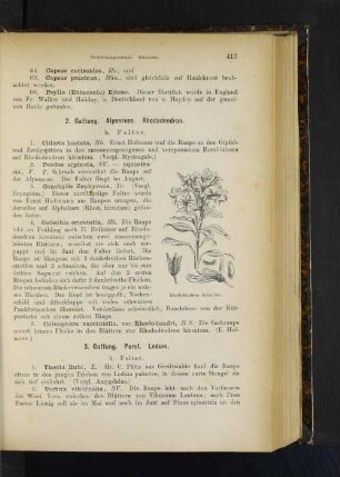 2. Gattung. Alpenrose. Rhododendron.