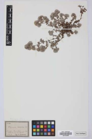 Polycarpia latifolia Poir.