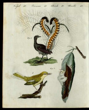 Merkwürdige Vögel.