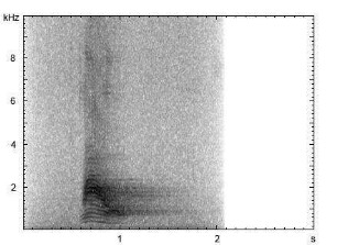 Beo | Gracula religiosa - Ruf, Imitation der menschlichen Sprache