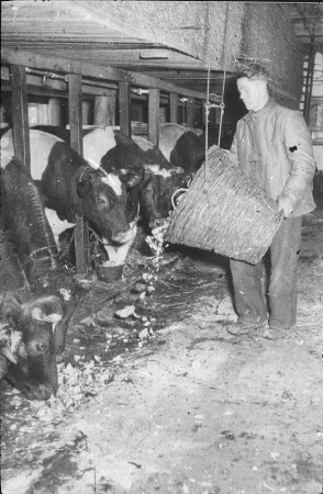 Fotografie: Anbindehaltung, Futtervorlage, Milchkuh