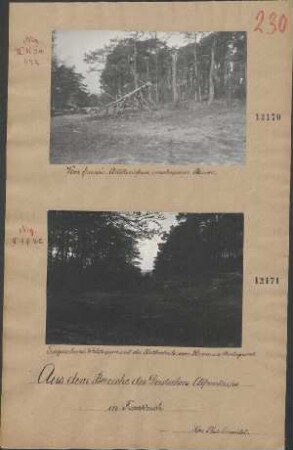 Vom französ. Artilleriefeuer zerschossener Baum