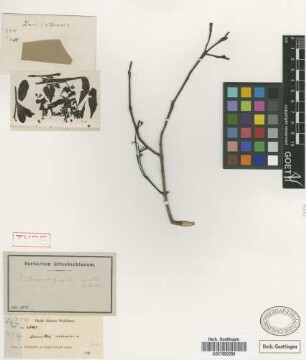 Dendropemon purpureus Krug & Urb. [type]