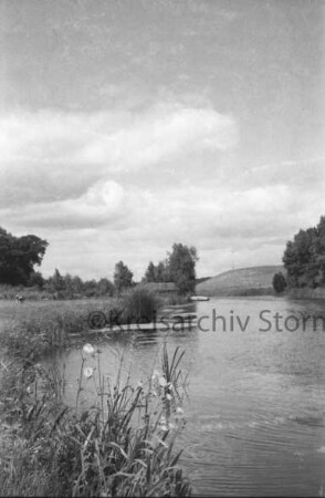 Reinbek: Mühlenteich: vorn links Binsen: dahinter Weide mit Rindern: hinten Mitte Gebäude und Steg: hinten Bäume und Wiese