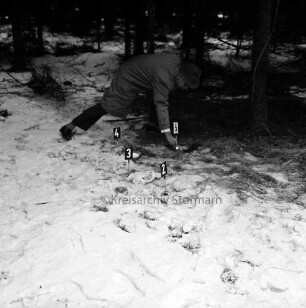 Polizei: Mord an der Hamburger Küchenhilfe Edeltraut Harloff am 26. November 1965: Oher Tannen: Leichenfundort zwischen Tannen und Totholz: Polizeibeamter beim Setzen der Markierungen von Spuren im Gelände: hinten Tannen: Winter