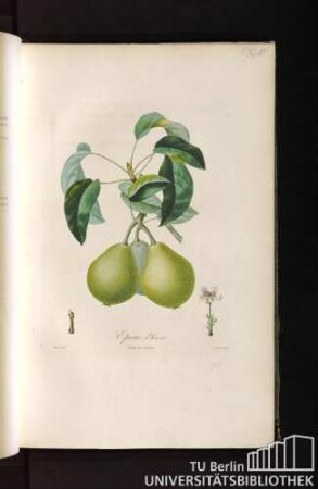 Pl. XLVI. Epine d'hiver.