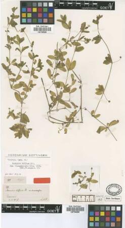 Arenaria diffusa Elliott var. tucumanensis Griseb.[type]