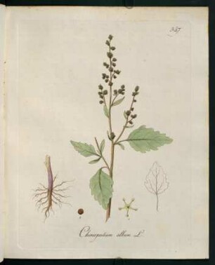 Chenopodium album L.
