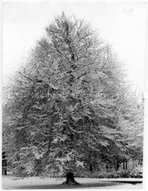 Schneebedeckter Baum (Altersgruppe 18-21)