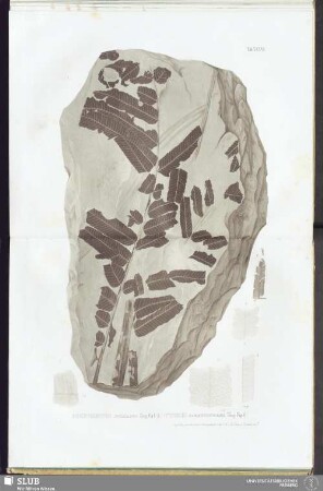 Tab. XXXVI